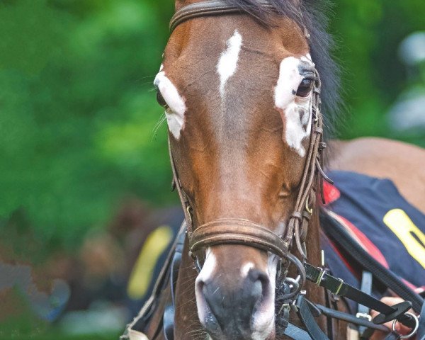 broodmare Niamara xx (Thoroughbred, 2013, from Dashing Blade xx)