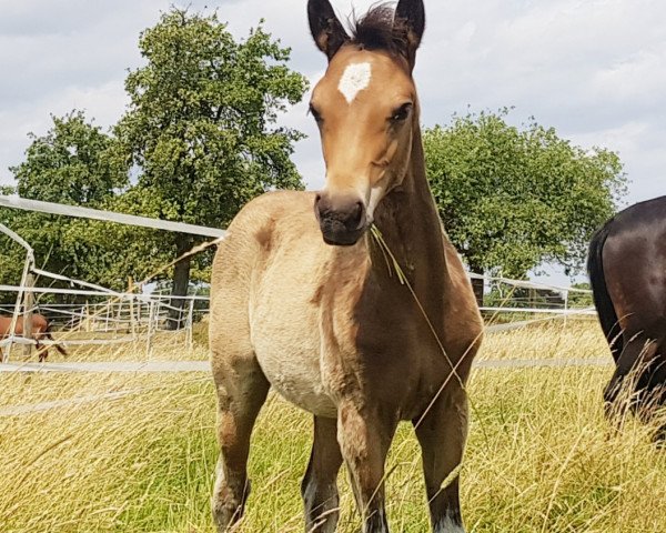 dressage horse Ecuador S (German Riding Pony, 2023, from Gold Edition D)