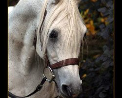 stallion SHAHEED IBN SHAMMAR ox (Arabian thoroughbred, 1992, from Shammar Ibn Gaylord ox)