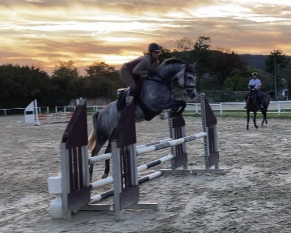 jumper Miss Telvet (German Riding Pony, 2017, from Movie Star)