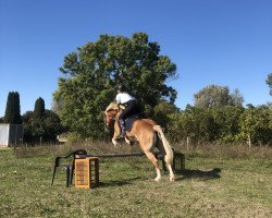 broodmare Almrose (Haflinger, 2008, from Alban)