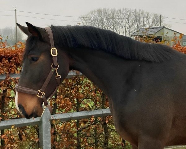 jumper Onno de Fremis (Belgian Warmblood, 2020, from Foncetti vd Heffinck)