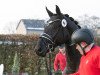 dressage horse Trocadéro (Oldenburg, 2021, from Total McLaren)