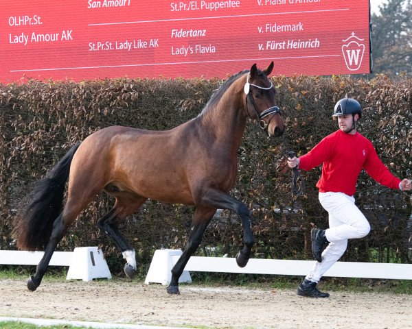 dressage horse Vechta AK (Oldenburg, 2021, from Vitalis)