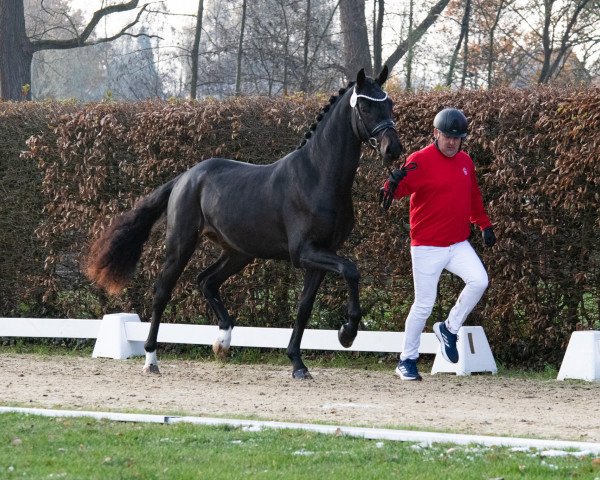 dressage horse Hengst von Vaderland / Fidertanz (Westphalian, 2021, from Vaderland OLD)