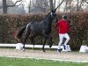 dressage horse Hengst von Vaderland / Fidertanz (Westphalian, 2021, from Vaderland OLD)