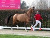 dressage horse Hengst von Taurus / Dimaggio (Westphalian, 2021, from Taurus)