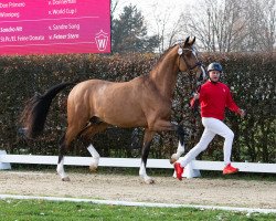 dressage horse Hengst von Taurus / Dimaggio (Westphalian, 2021, from Taurus)