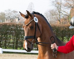 dressage horse Hengst von Zoom / Franziskus (Hanoverian, 2021, from Zoom 8)