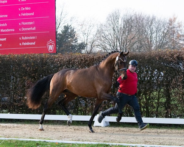 dressage horse Virgil (Oldenburg, 2021, from Vivino)