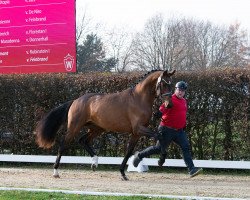 dressage horse Virgil (Oldenburg, 2021, from Vivino)