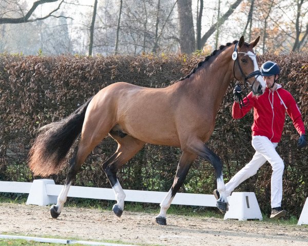 Dressurpferd Hengst von Zoom / Lassaro (Westfale, 2021, von Zoom)