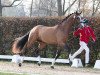 dressage horse Hengst von Zoom / Lassaro (Westphalian, 2021, from Zoom)