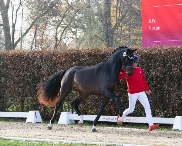 dressage horse Volumia (Hanoverian, 2021, from Vaderland OLD)
