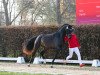 dressage horse Volumia (Hanoverian, 2021, from Vaderland OLD)