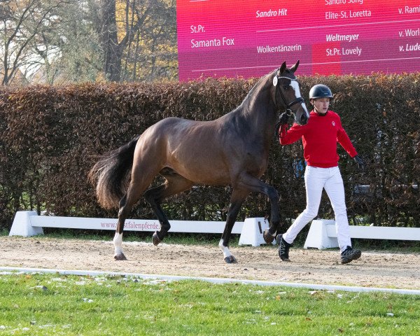 dressage horse Hengst von Zoom / Sandro Hit (Hanoverian, 2021, from Zoom)