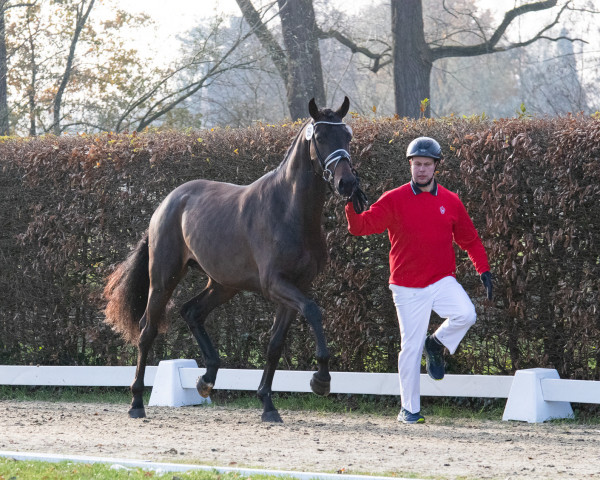 dressage horse Hengst von Zuperman / De Niro (Westphalian, 2021, from Zuperman OLD)