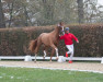 dressage horse Beck in Magic (Hanoverian, 2021, from Callaho's Benicio)