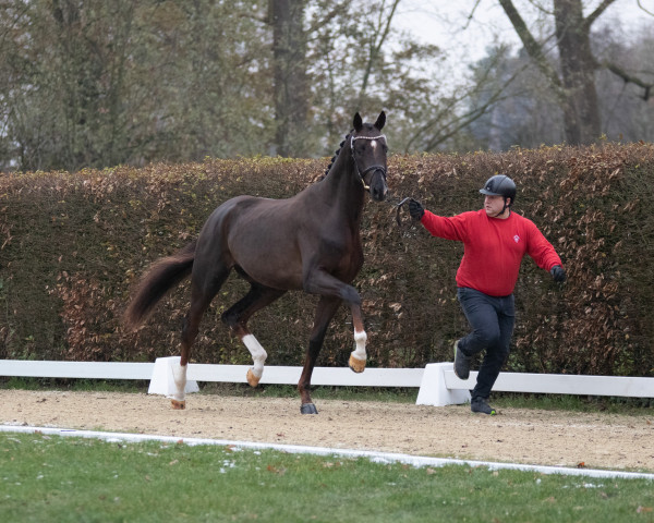 dressage horse Baratheon FB (Oldenburg, 2021, from Bonds)