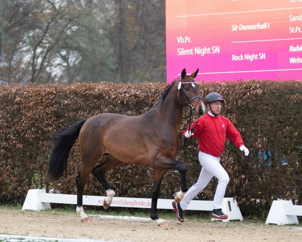 dressage horse Bon Vivant Ballante (Oldenburg, 2021, from Bonds)