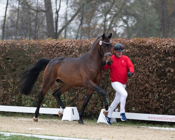 dressage horse Hengst von Dynamic Dream / Gribaldi/T. (Oldenburg, 2021, from Dynamic Dream)