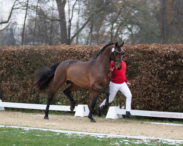 dressage horse Cirion (Oldenburg, 2021, from Confess Color)