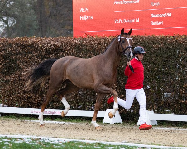 dressage horse Bocelli TN (Westphalian, 2021, from Bonds)