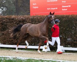 dressage horse Bocelli TN (Westphalian, 2021, from Bonds)