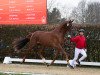 dressage horse Hengst von Dynamic Dream / Dante Weltino (Westphalian, 2021, from Dynamic Dream)