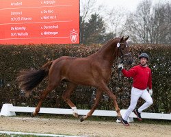 horse Hengst von Dynamic Dream / Dante Weltino (Westfale, 2021, from Dynamic Dream)