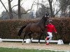 dressage horse Dream Deluxe (Hanoverian, 2021, from Dynamic Dream)