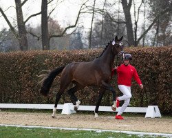 dressage horse Daxx (Hanoverian, 2021, from Dynamic Dream)