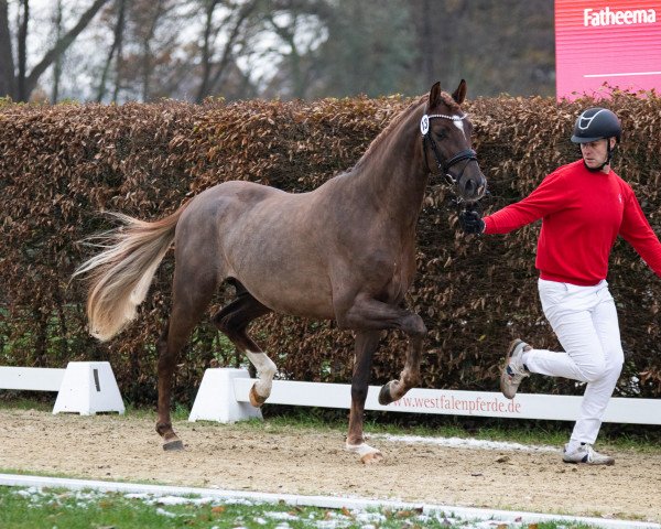 dressage horse Eaton of Westfalia (Hanoverian, 2021, from Escolar)