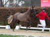 dressage horse Eaton of Westfalia (Hanoverian, 2021, from Escolar)