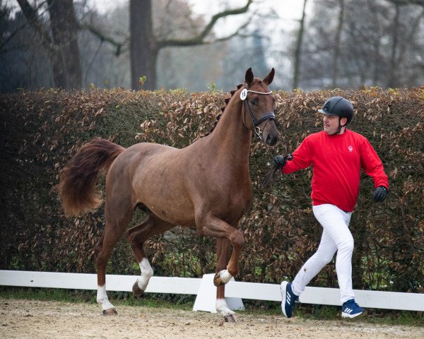 dressage horse Hengst von Fidertanz / Apache (Rhinelander, 2021, from Fidertanz)