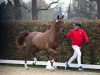 dressage horse Hengst von Fidertanz / Apache (Rhinelander, 2021, from Fidertanz)