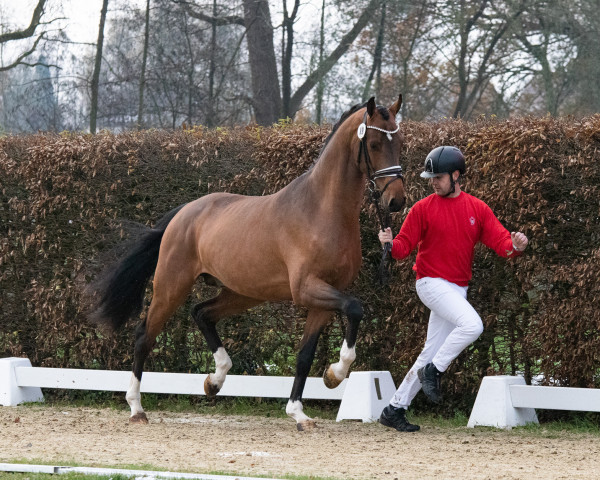 dressage horse Feinschmecker (Hanoverian, 2021, from Franklin)