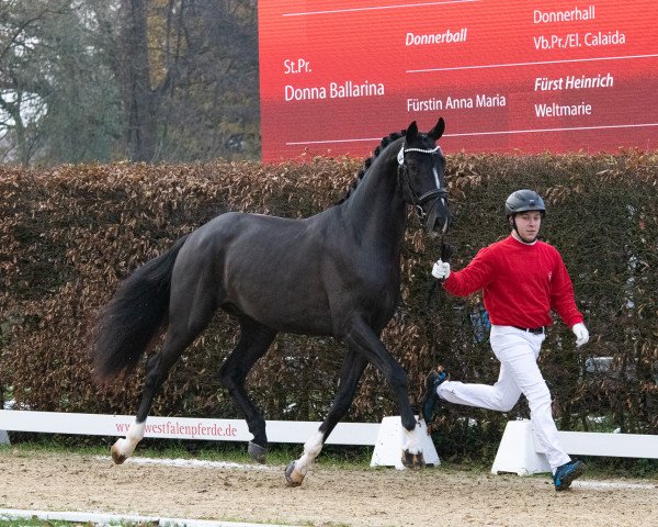 dressage horse Grand Galaxy (Westphalian, 2021, from GALAXY)