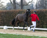 dressage horse Hengst von For Romance I / Scolari (Westphalian, 2021, from For Romance I)