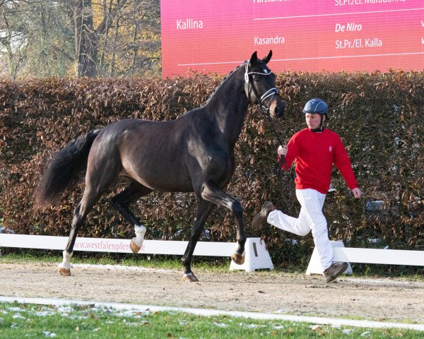 dressage horse Hengst von Jameson RS2 / Fürstenball (Westphalian, 2021, from Jameson Rs2)