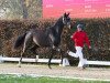 dressage horse Hengst von Jameson RS2 / Fürstenball (Westphalian, 2021, from Jameson Rs2)