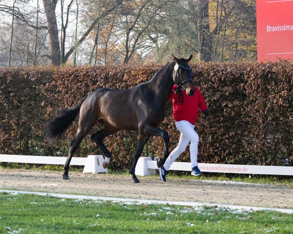 dressage horse Hengst von Franz Joseph Junior / Bravissimo (Westphalian, 2021, from Franz Joseph Junior)