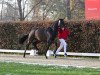 dressage horse Hengst von Franz Joseph Junior / Bravissimo (Westphalian, 2021, from Franz Joseph Junior)