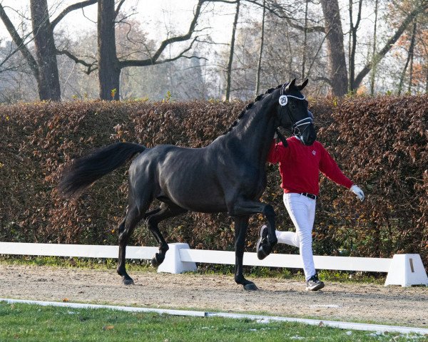 dressage horse Hengst von Le Formidable / Glamourdale (Hanoverian, 2021, from Le Formidable)