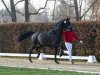 dressage horse Hengst von Le Formidable / Glamourdale (Hanoverian, 2021, from Le Formidable)