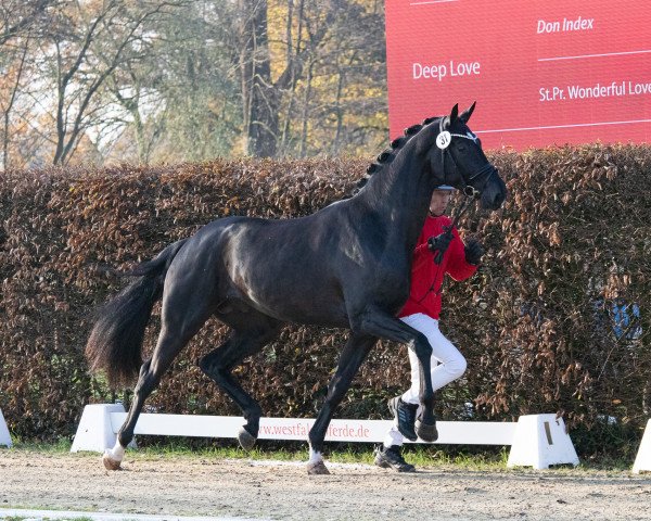 Dressurpferd Louis Löwenherz von Bellin (Hannoveraner, 2021, von Lord Europe)