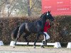 dressage horse Louis Löwenherz von Bellin (Hanoverian, 2021, from Lord Europe)