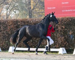 dressage horse Louis Löwenherz von Bellin (Hanoverian, 2021, from Lord Europe)