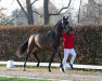 dressage horse Hengst von Franziskus / Don Romantic (Westphalian, 2021, from Franziskus FRH)