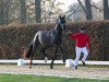 dressage horse Rising Star (Westphalian, 2021, from Raven)